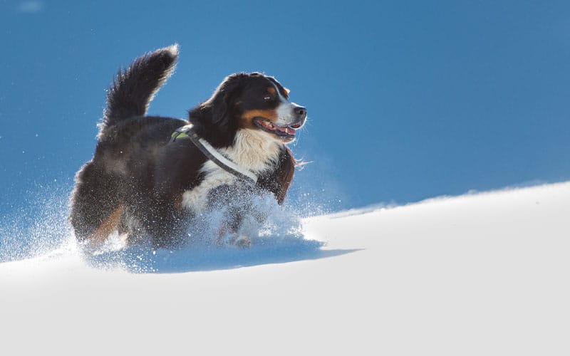 Golden Mountain Dog,Mountain Dog,Golden Mountain