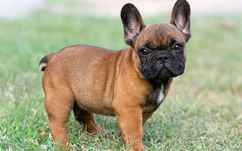 Brindle French Bulldog,French Bulldog