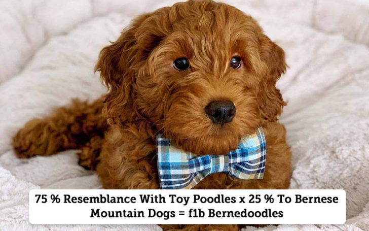 Bernedoodle