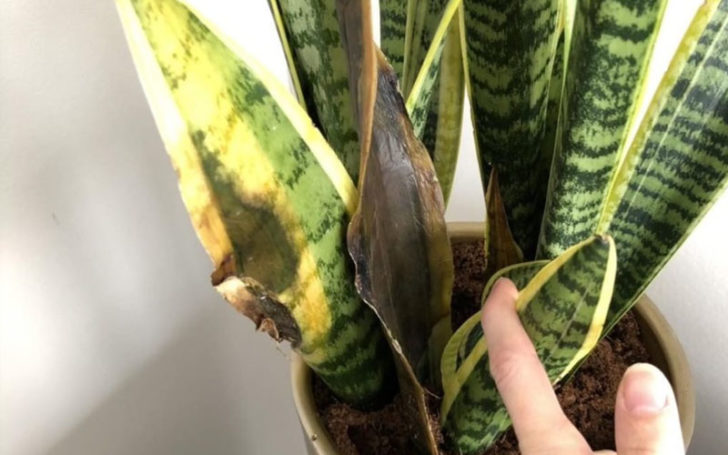 sansevieria