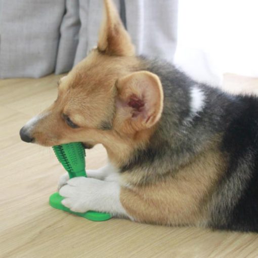 Dog Toothbrush Toy,Toothbrush Toy,Dog Toothbrush