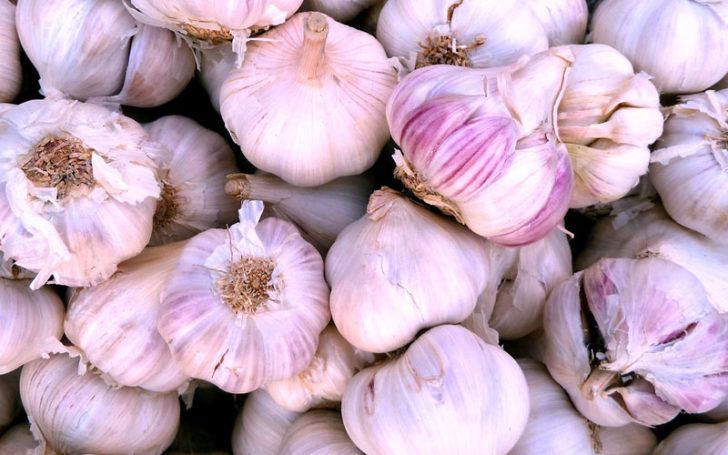 Purple Garlic