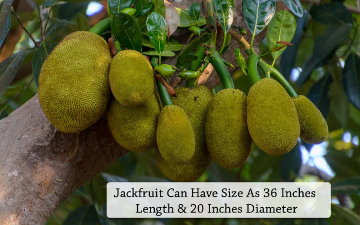 Jackfruit Vs Durian