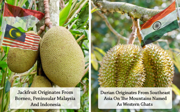 Jackfruit Vs Durian