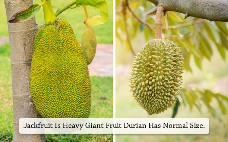 Jackfruit Vs Durian