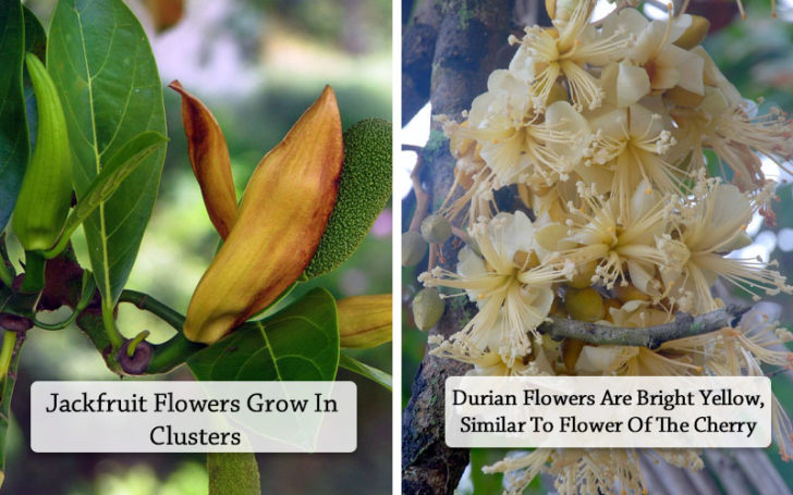 Jackfruit Vs Durian