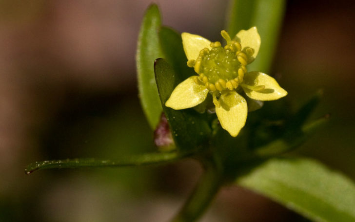 Buttercup flower