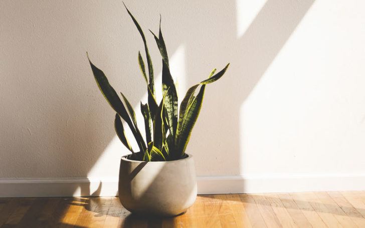 sansevieria