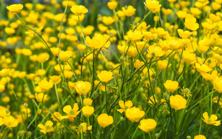 Buttercup flower