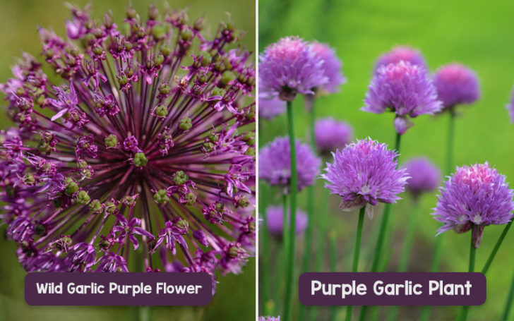 Purple Garlic