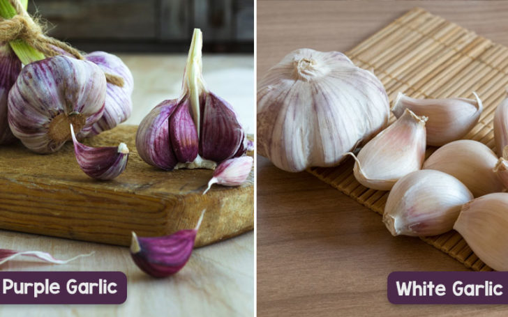 Purple Garlic