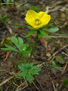 Buttercup flower