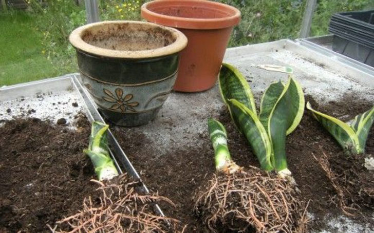 sansevieria