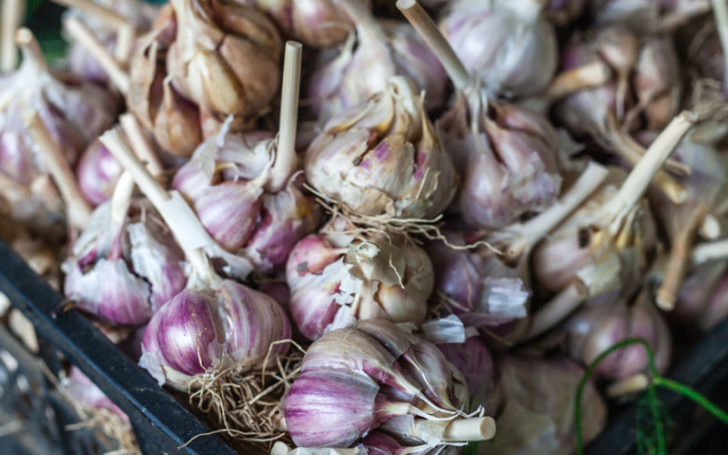 Purple Garlic