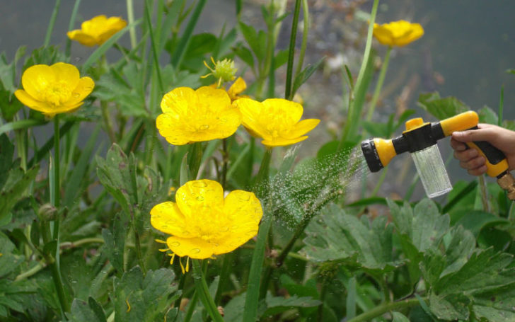 Buttercup flower