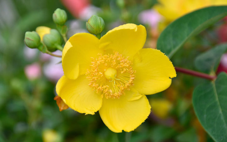 Buttercup flower