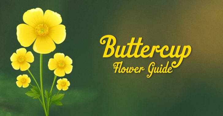 Buttercup flower