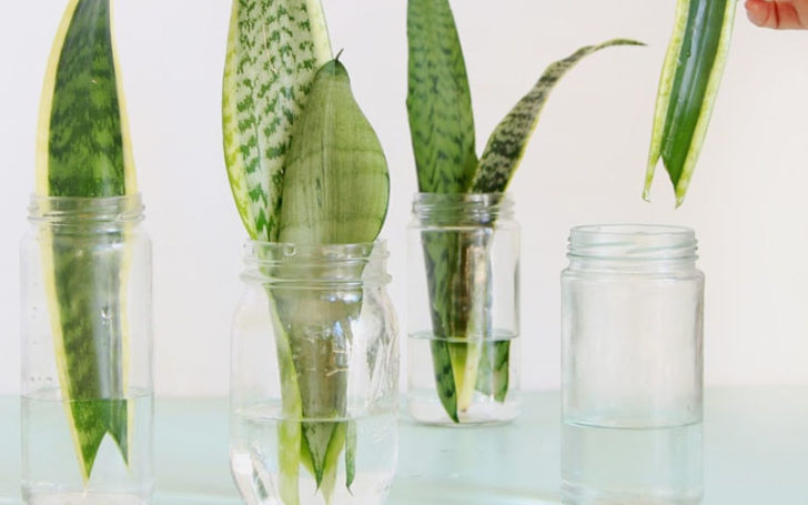 sansevieria