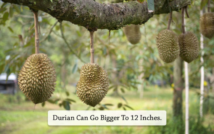 Jackfruit Vs Durian