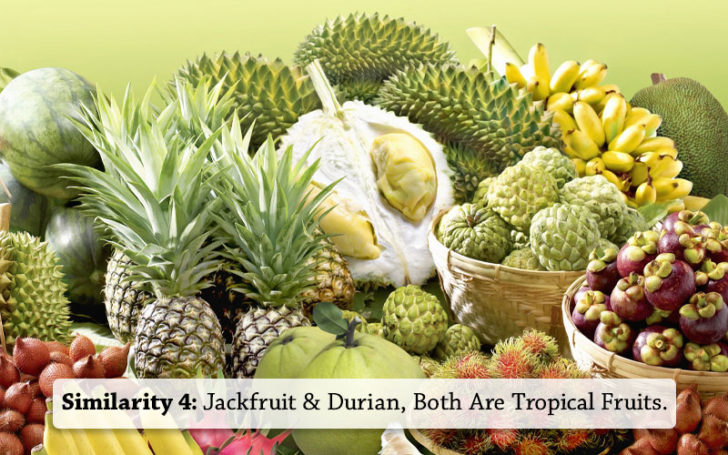 Jackfruit Vs Durian