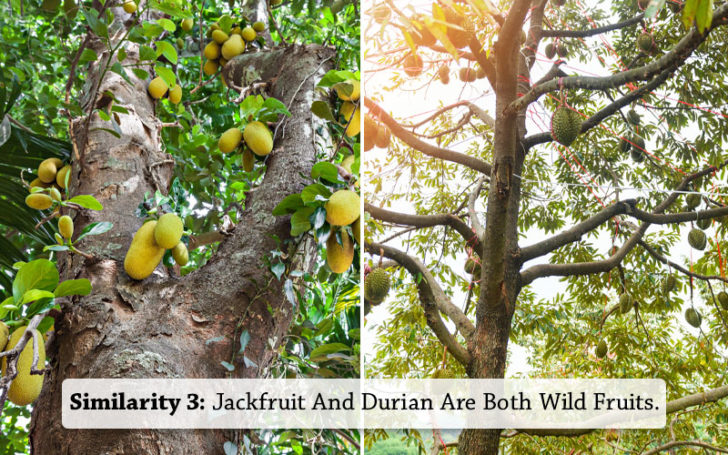 Jackfruit Vs Durian