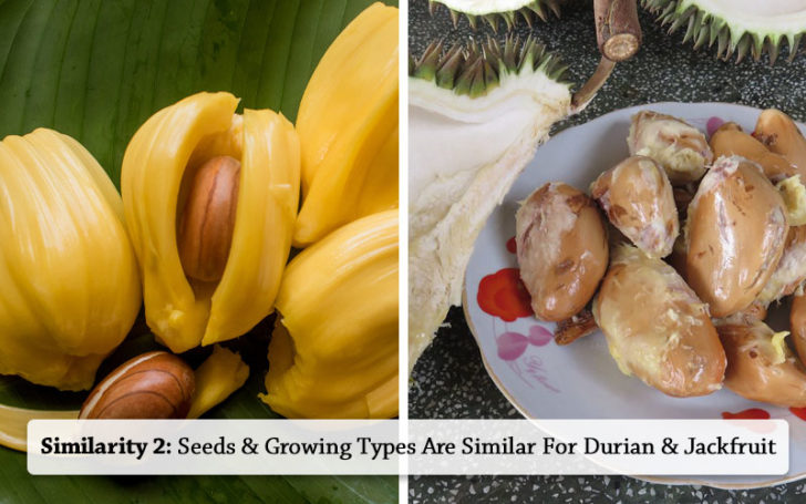 Jackfruit Vs Durian