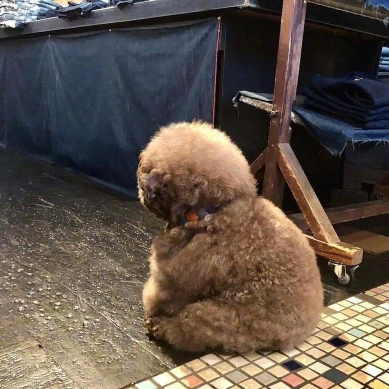 Fluffy Poodle,Poodle