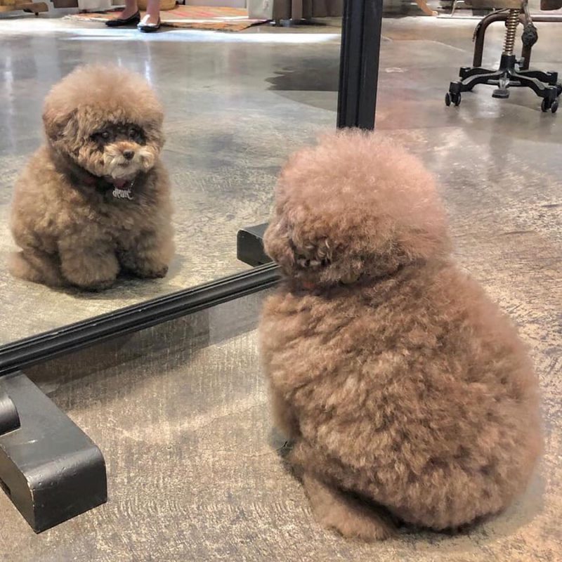 Fluffy Poodle,Poodle