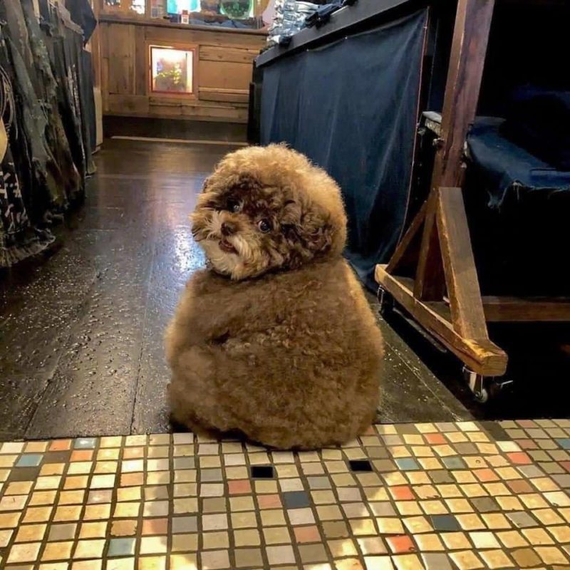 Fluffy Poodle,Poodle