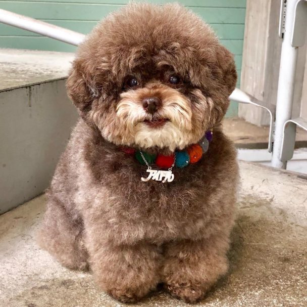 Fluffy Poodle,Poodle