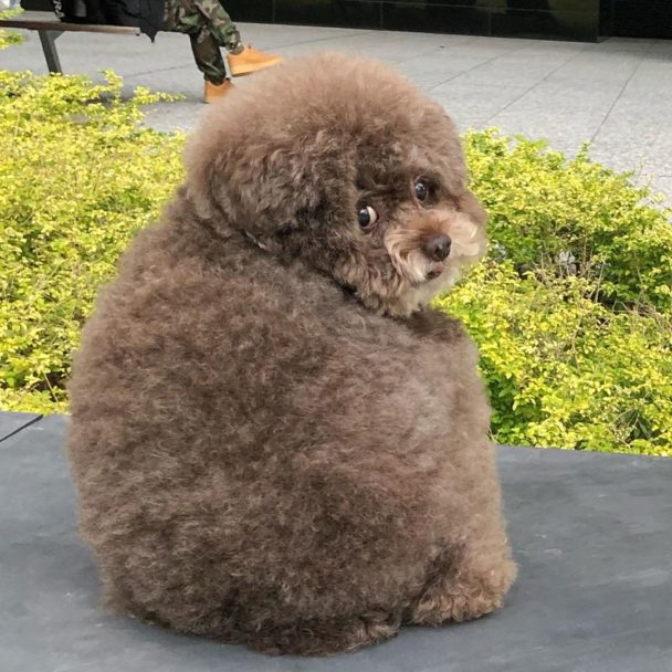 Fluffy Poodle,Poodle