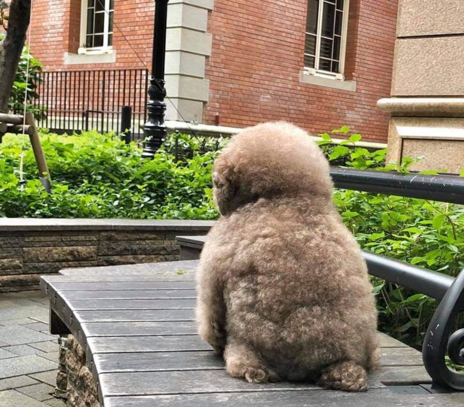 Fluffy Poodle,Poodle