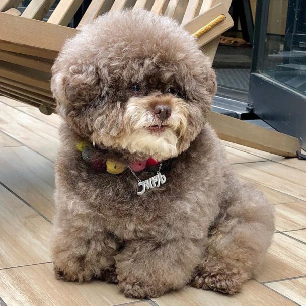 Fluffy Poodle,Poodle