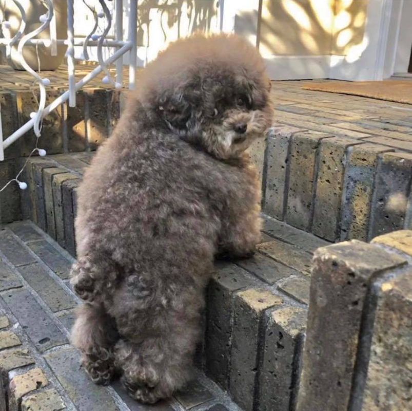 Fluffy Poodle,Poodle