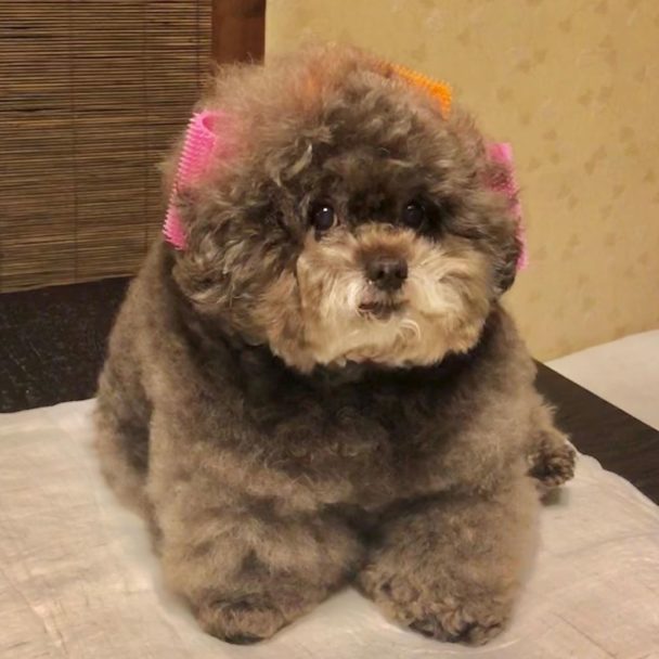 Fluffy Poodle,Poodle