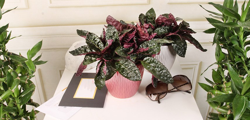 Purple Waffle Plant,Purple Waffle,Waffle Plant