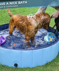 Dog Swimming Pool,Dog Swimming,Swimming Pool