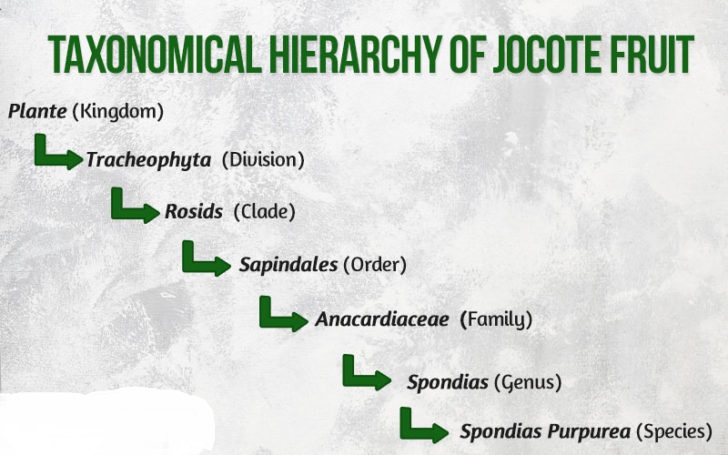 Jocote,Jocote Fruit