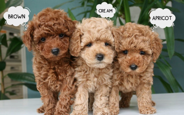 Poochon Breed