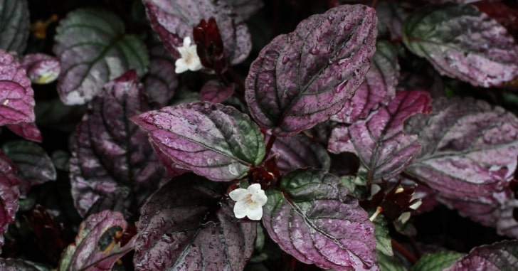 Purple Waffle Plant,Purple Waffle,Waffle Plant