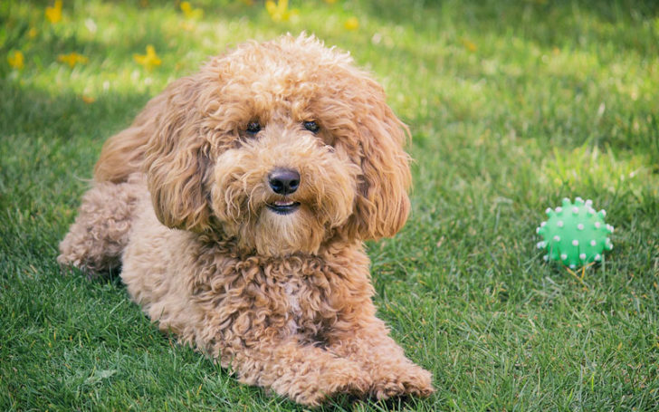 Poochon Breed