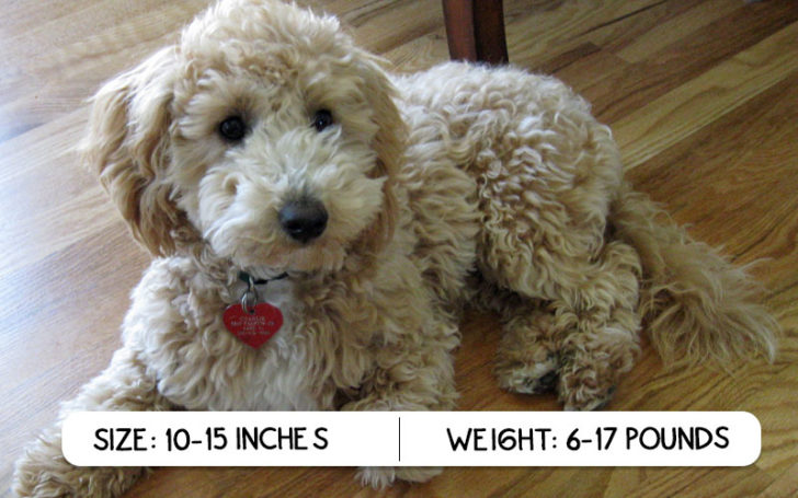 Poochon Breed