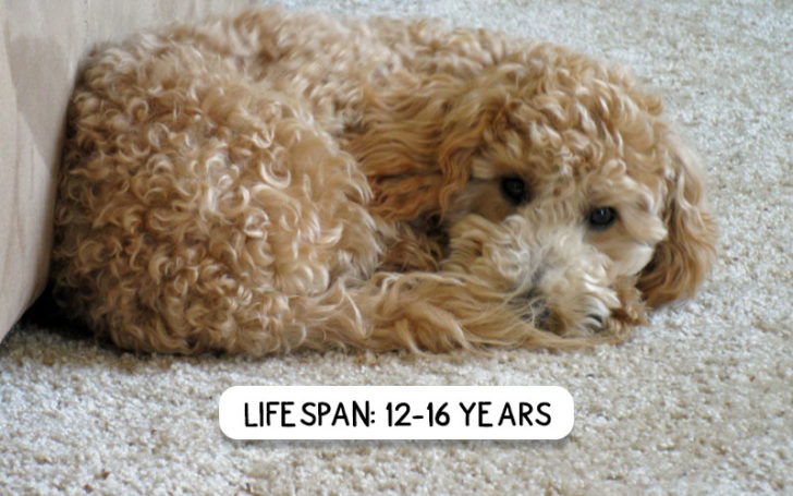 Poochon Breed