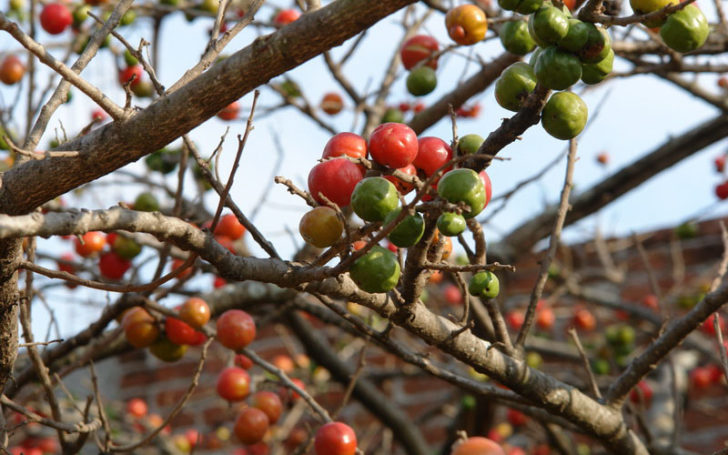 Jocote,Jocote Fruit