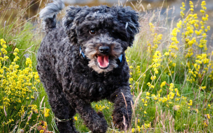 Poochon Breed