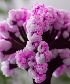 Magic Cherry Blossom,Cherry Blossom Tree,Blossom Tree,Magic Cherry Blossom Tree