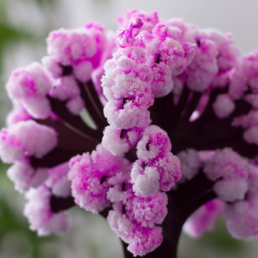 Magic Cherry Blossom,Cherry Blossom Tree,Blossom Tree,Magic Cherry Blossom Tree