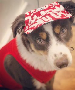 Dog Hats,Machiko Dog,Custom Made,Custom Made Machiko Dog Hats