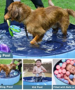 Dog Swimming Pool,Dog Swimming,Swimming Pool