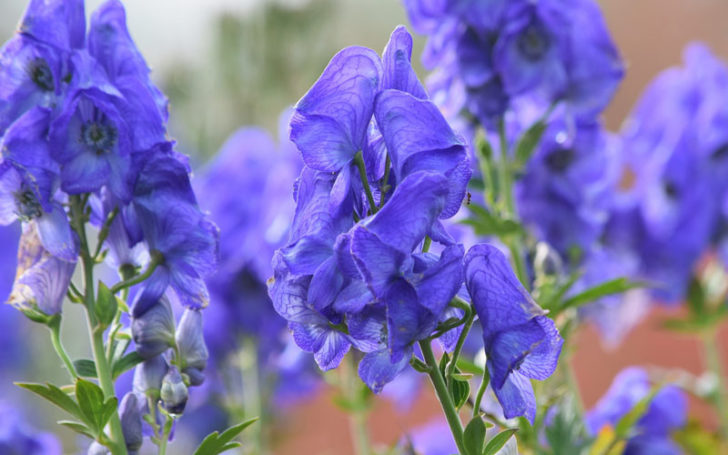 Poisonous Flowers